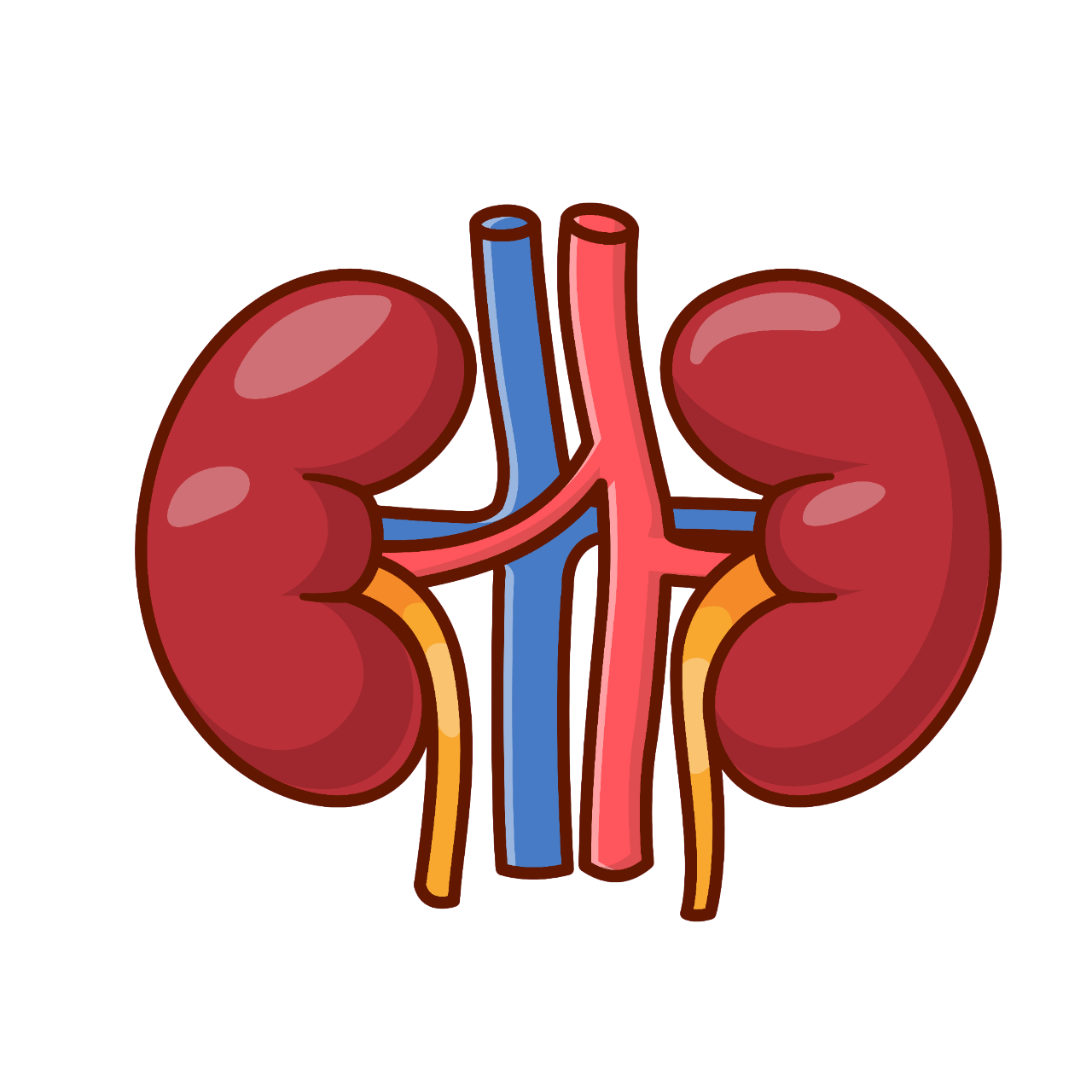 Kidney