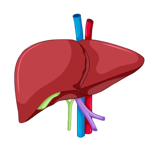 Liver