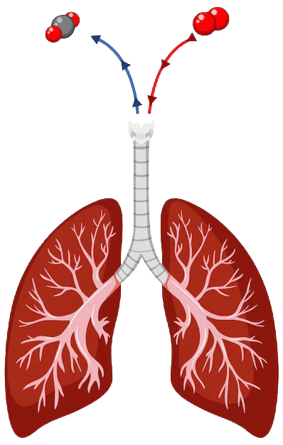 Lungs