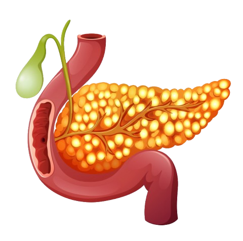 Pancreas